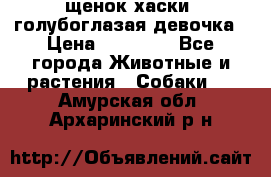 щенок хаски  голубоглазая девочка › Цена ­ 12 000 - Все города Животные и растения » Собаки   . Амурская обл.,Архаринский р-н